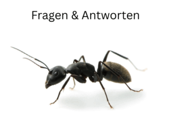 Fragen und Antworten zur Großen Drüsenameise
