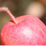 Veranstaltungskalender des Obst- und Gartenbauvereins Elmstein Veranstaltungskalender des Obst- und Gartenbauvereins Elmstein