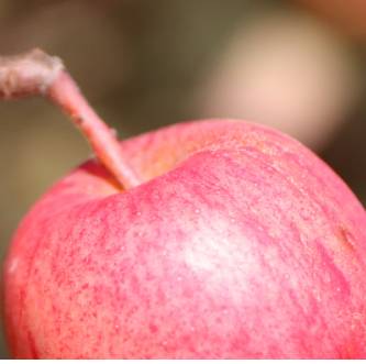 Veranstaltungskalender des Obst- und Gartenbauvereins Elmstein